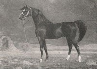 Hackney studbooks