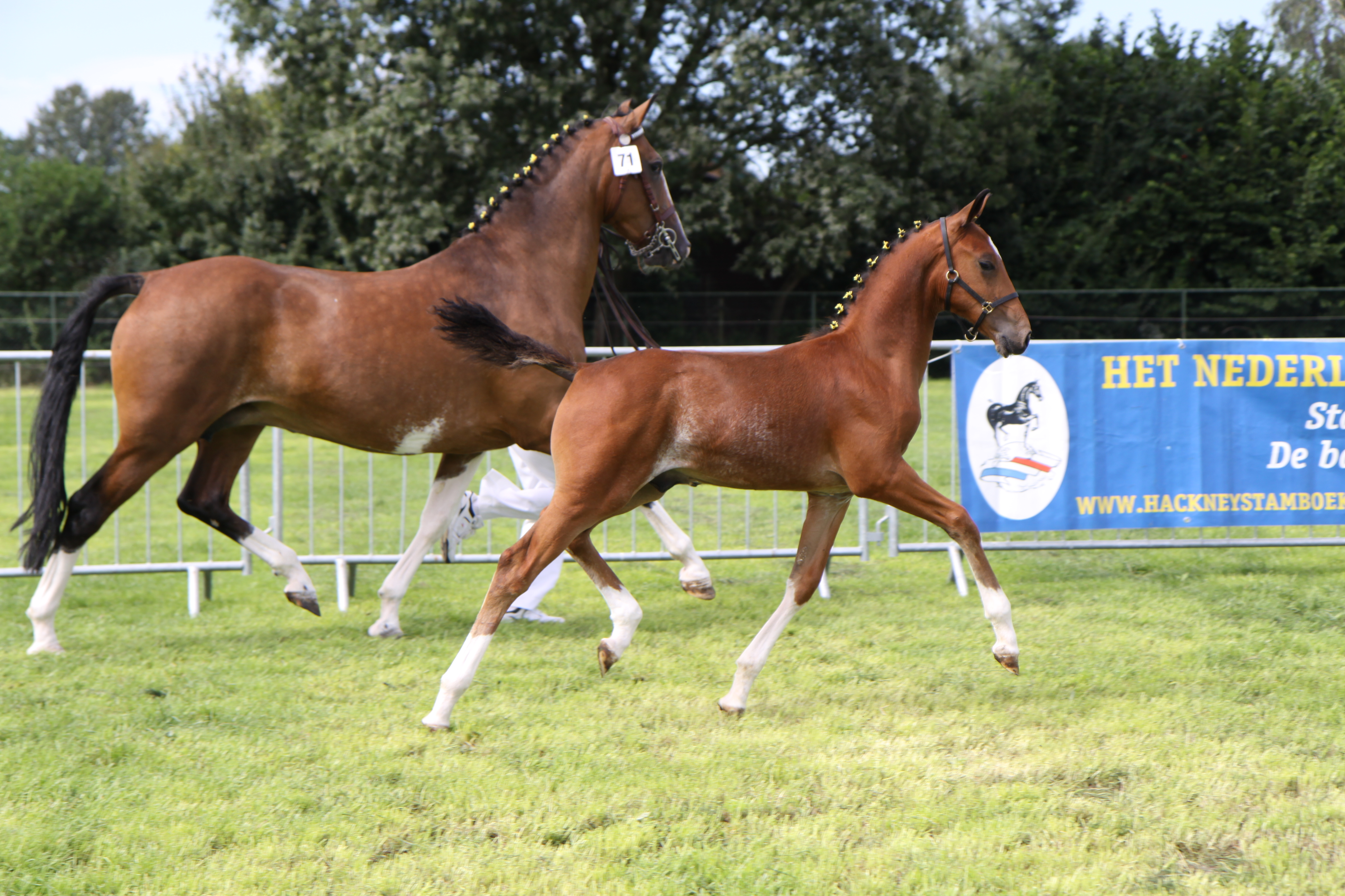 Dutch Hackney Studbook